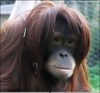 &Agrave; quelle famille appartient l'orang-outan ?