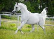 Quiz Les chevaux en g�n�ral - prt.1