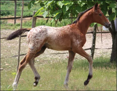 Comment appelle-t-on le petit du cheval ?