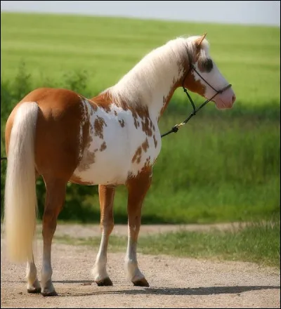 Quelle est l'esp&eacute;rance de vie moyenne d'un cheval ?