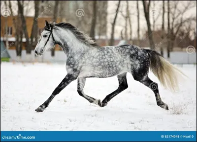 Comment appelle-t-on la "couleur" d'un cheval ?