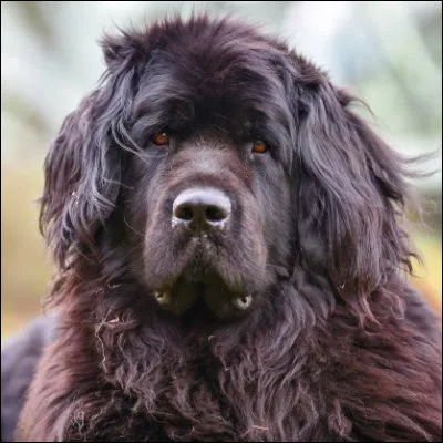 Sur quelle &icirc;le canadienne, s&eacute;par&eacute;e du continent par le d&eacute;troit de Belle Isle, trouve-t-on le site arch&eacute;ologique viking de L'Anse aux Meadows ?