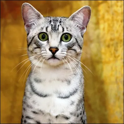 Quelle d&eacute;esse &eacute;gyptienne prot&egrave;ge le foyer et les femmes et plus particuli&egrave;rement les femmes enceintes ?