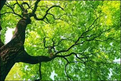 Il peuvent grimper aux arbres :