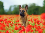 Quiz Le malinois