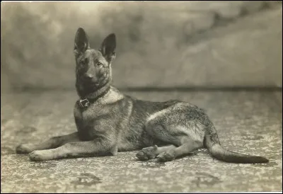 Quand la race a-t-elle &eacute;t&eacute; cr&eacute;&eacute;e ?