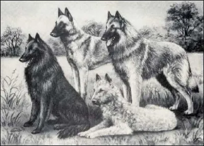 Qui est le cr&eacute;ateur de la race ?