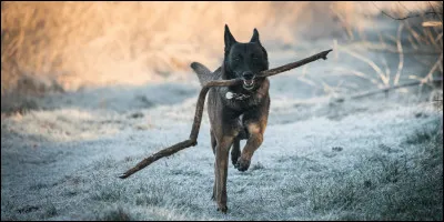 De quel pays vient le malinois ?