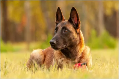 Quel est le deusi&egrave;me nom du malinois ?