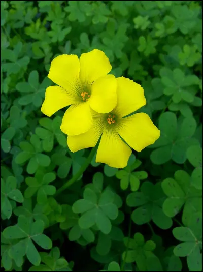 Voil&agrave; l'oxalis dit pied-de-..., esp&egrave;ce envahissante dans toute l'Europe, mais on ne pr&eacute;cise pas si la plante est capricieuse !
