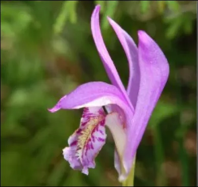De quelle famille fait partie cette fleur que l'on d&eacute;signe par l'expression langue-de-serpent ?