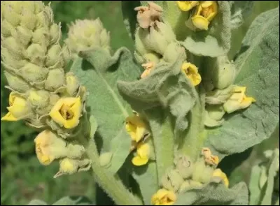 Elle est l'oreille de...