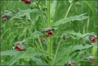 En hom&eacute;opathie, contre la toux : la langue-de-... puisque son nom est Cynoglossum officinale.