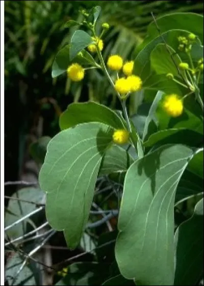 C'est un acacia dont les feuilles sont dites oreilles...