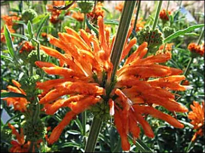 Quelle ressemblance faut-il voir avec ces belles inflorescences ? Les queues de-...