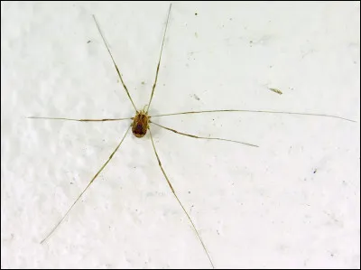 Quel est le nom usuel de cet arachnide ?