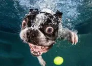 Quiz Quel est cet animal ?(1)