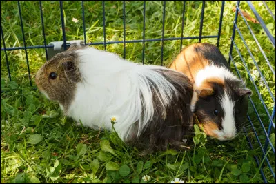 Quel est cet animal ?