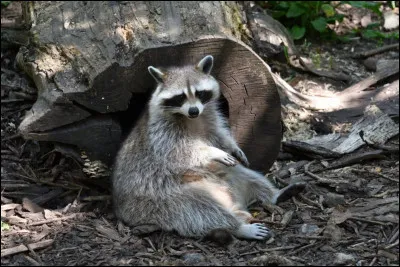 Quel est cet animal ?