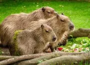 Quiz ~ Quiz capybara ~