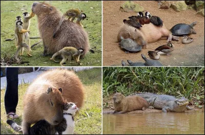 Quelle est leur esp&eacute;rance de vie moyenne &agrave; l'&eacute;tat sauvage ?