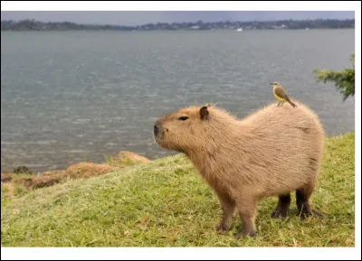 Cet animal est tr&egrave;s populaire dans la culture :