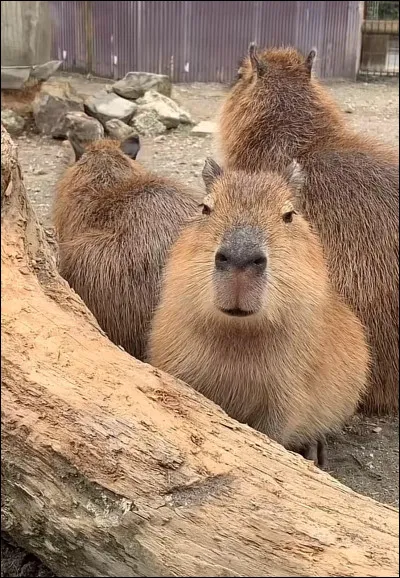 Quelle est sa vitesse maximale ?
