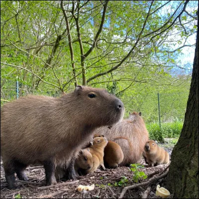 Il peut faire des bonds de :