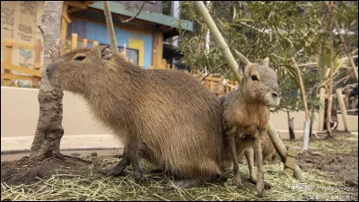 Comment s'appelle le cri des capybaras ?