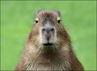 Cet animal existe-t-il vraiment ?