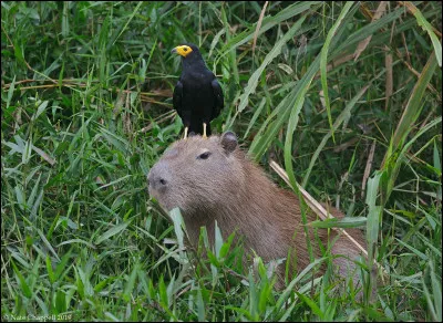 Il vit principalement :