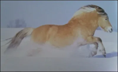 Quelle est cette race de cheval ?