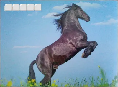 Quelle est cette race de cheval ?