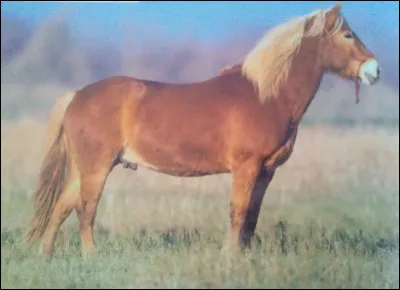 Quelle est cette race de cheval ?
