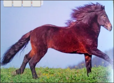 Quelle est cette race de cheval ?