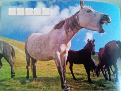 Quelle est cette race de cheval ?