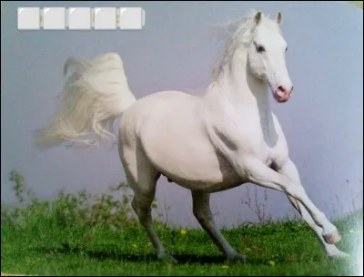 Quelle est cette race de cheval ?