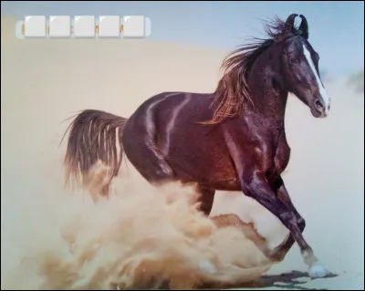 Quelle est cette race de cheval ?