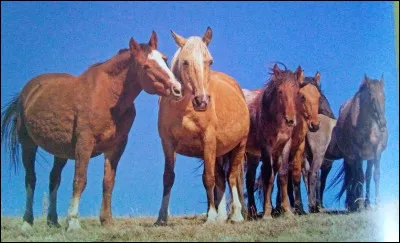 Quelle est cette race de cheval ?