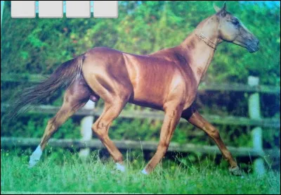 Quelle est cette race de cheval ?