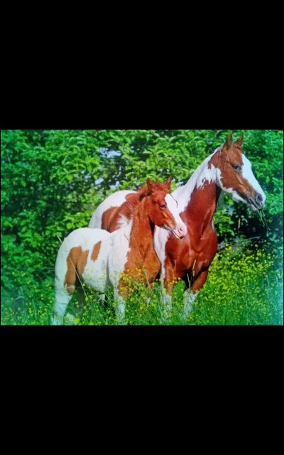 Quelle est cette race de cheval ?