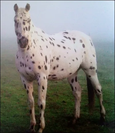 Quelle est cette race de cheval ?