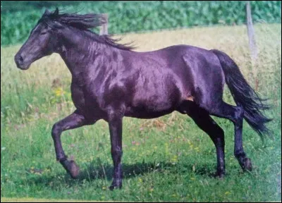 Quelle est cette race de cheval ?
