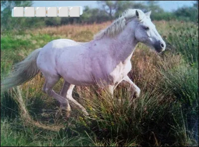 Quelle est cette race de cheval ?