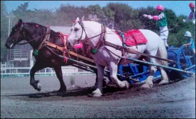 Quelle est cette race de cheval ?