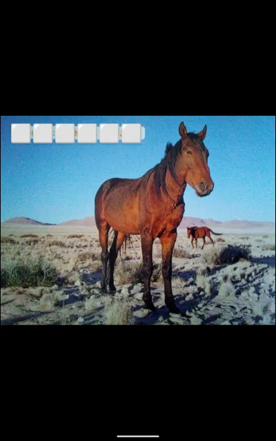 Quelle est cette race de cheval ?