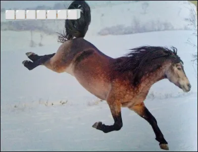 Quelle est cette race de cheval ?