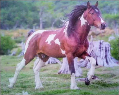 Quelle est cette race de cheval ?