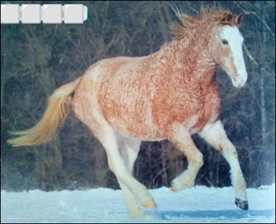 Quelle est cette race de cheval ?