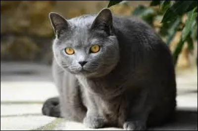 ~ ChartreuxVrai ou faux ? Cette race est originaire de France :